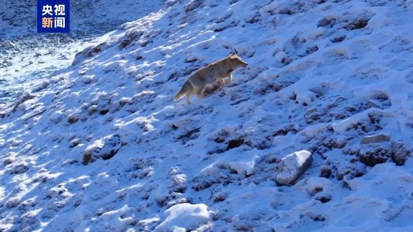 九游体育app官网它时而如离弦之箭在雪地冲刺-九游体育「中国」官方网站 登录入口 IOS/安卓通用版/手机app下载